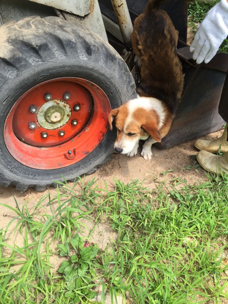 犬3