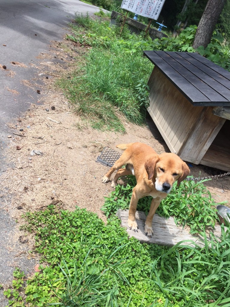 犬1